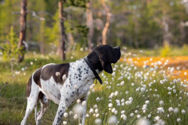 Köpek ingilizce işaretçisi yaz ormanında duruyor, yakın plan.