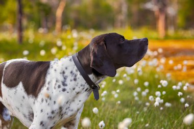 Köpek ingilizce işaretçisi yazın vahşi ormanda dikiliyor, yakın plan.