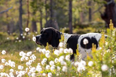 Köpek ingilizce işaretçisi yazın vahşi ormanda duruyor. 