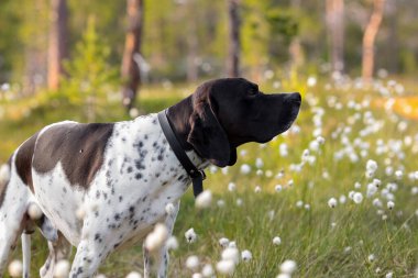 Köpek ingilizce işaretçisi yaz ormanında duruyor, yakın plan.