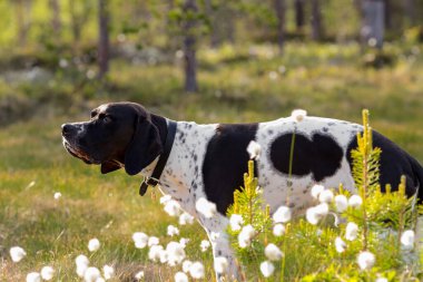 Köpek ingilizce işaretçisi yazın vahşi ormanda dikiliyor, yakın plan.