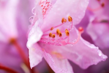 Su damlalarıyla kaplı pembe rhododendron, yakın plan, makro 