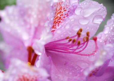 Su damlalarıyla kaplı pembe rhododendron çiçeği, yakın plan, makro 