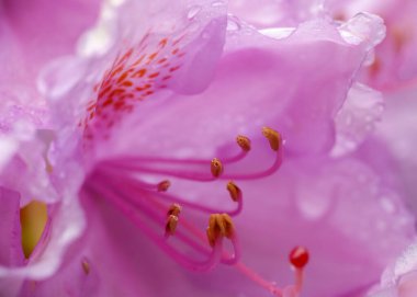 Pembe rhododendron çiçeği su damlaları, makro ve yakın çekim ile kapatıldı.