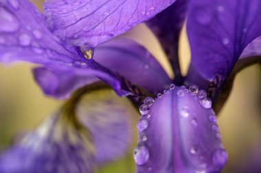 Su damlalarıyla kaplı mavi iris çiçeği, yakın plan, makro 