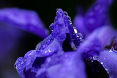 Su damlalarıyla kaplı mavi iris çiçeği, yakın plan, makro 