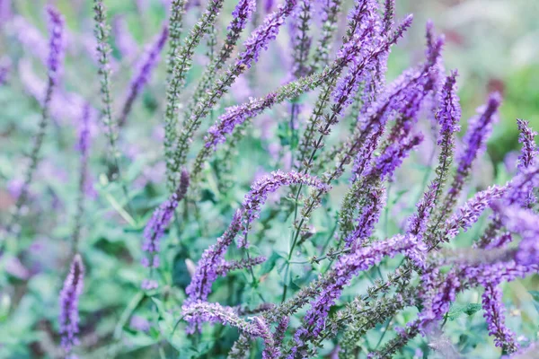 Letnie Tło Kwitnącą Purpurową Rośliną Salvia — Zdjęcie stockowe