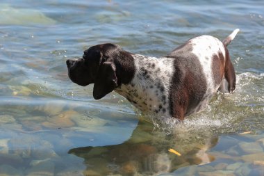 Köpek ingilizce işaretçisi yazın gölde banyo yapıyor. 