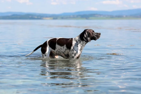 Köpek ingilizce işaretçisi yazın gölde banyo yapıyor. 