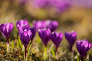 Bahçede çiçek açan mor çiçek tarlası, yakın plan.