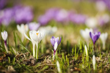 Norveç 'te bahar, çiçek fidanlığı Bahçede Crocus 
