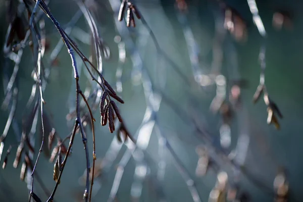 Spring Norway Branch Blooming Tree Alder Closeup — Stock Photo, Image