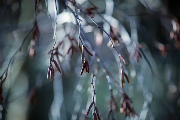 Весна Норвегії Гілка Квітучого Дерева Альдер Змивається — стокове фото