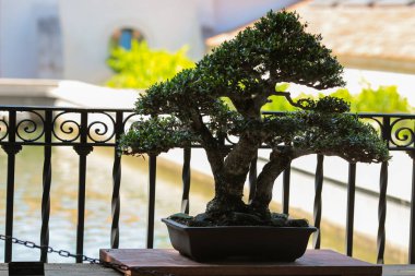 Bahçede duran Bonsai ağacı 