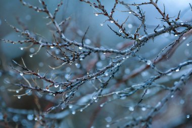 Yağmurdan sonra su damlalarıyla kaplı deniz dikenli dalları 