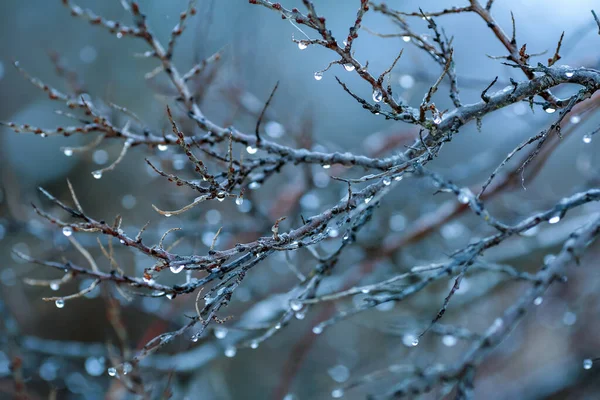 Duindoorn Tak Bedekt Met Waterdruppels Regen — Stockfoto