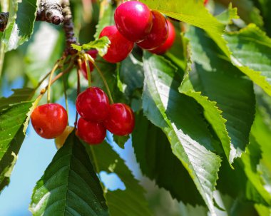 Kırmızı Morella böğürtlenli yaz arkaplanı, yakın plan. 