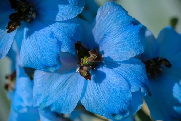 Kesätausta Sininen Kasvi Delfinium Lähikuva — kuvapankkivalokuva