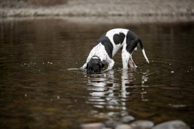 Köpek ingilizce işaretçisi suda taşı bulmaya çalışıyor. 