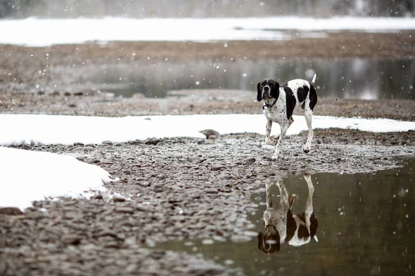Σκύλος Αγγλικό Δείκτη Τρέχει Στη Λίμνη Στην Χιονόπτωση Την Άνοιξη — Φωτογραφία Αρχείου