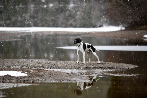 Hund Spiegelt Sich Wasser See — Stockfoto