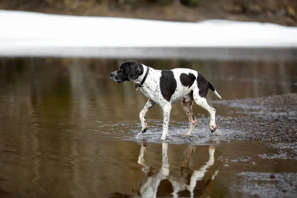 Hund Engelska Pekaren Jakt Vid Sjön — Stockfoto