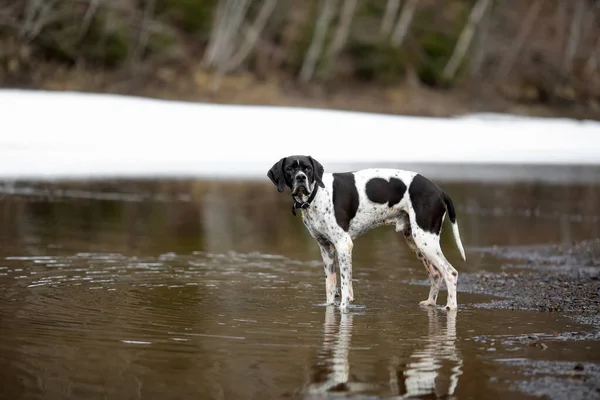 Perro Inglés Puntero Pie Agua Lago —  Fotos de Stock