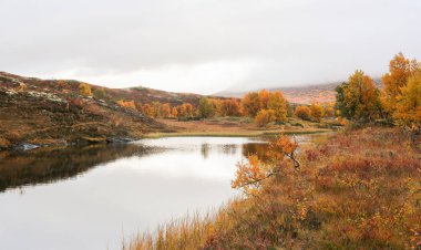 Norveç Forollhogna Ulusal Parkı 'nda gri sisli bir sonbahar günü 