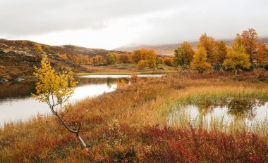 Norveç Forollhogna Milli Parkı 'nda gri sisli bir gün 