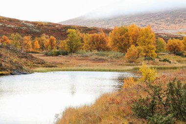 Norveç Forollhogna Ulusal Parkı 'nda sonbahar rengarenk doğası 