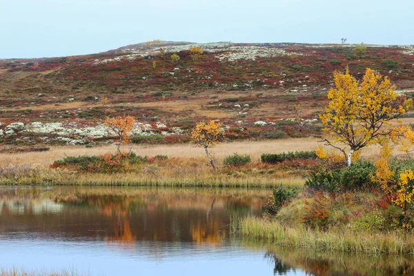 Autumn Colorful Nature Forollhogna National Park Norway — Stock Photo, Image