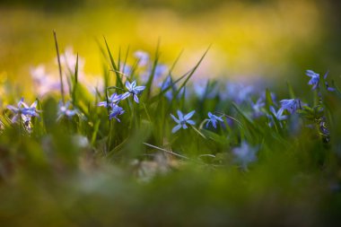 Mavi çiçekli bahar arkaplanı, yakın plan 