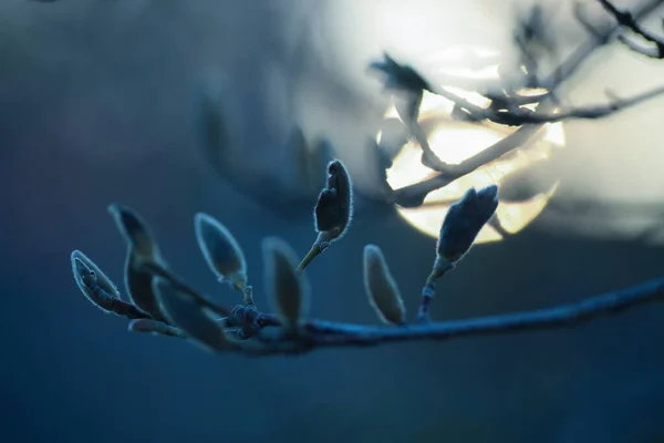 Ramo Bush Durante Por Sol Azul Com Silhueta Sol Close — Fotografia de Stock