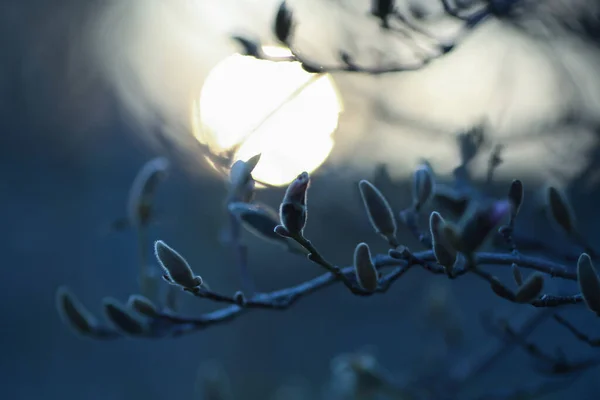 Branche Bush Coucher Soleil Bleu Foncé Avec Silhouette Solaire Gros — Photo