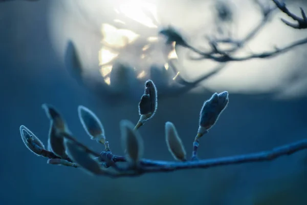 Ramo Bush Durante Por Sol Escuro Azul Com Silhueta Sol — Fotografia de Stock