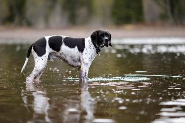 Suda duran köpek ingilizcesi işaretçisi 