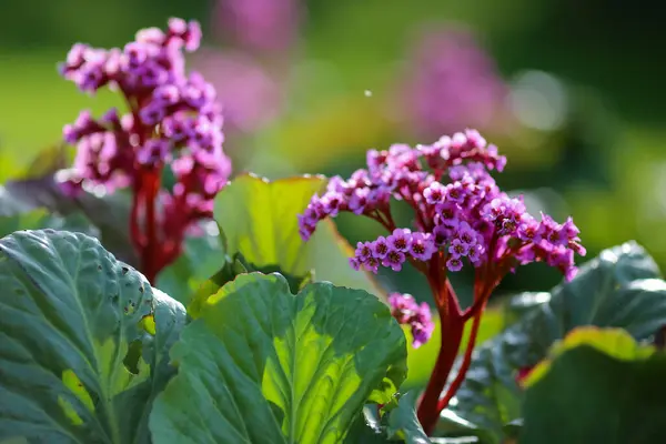 Purple Medical Plant Bergenia Cordifolia Blooming Garden — Zdjęcie stockowe