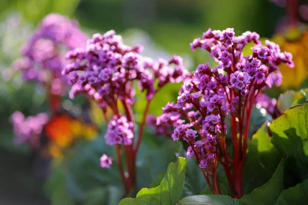 Lila Medicinalväxt Bergenia Cordifolia Blommar Trädgården — Stockfoto