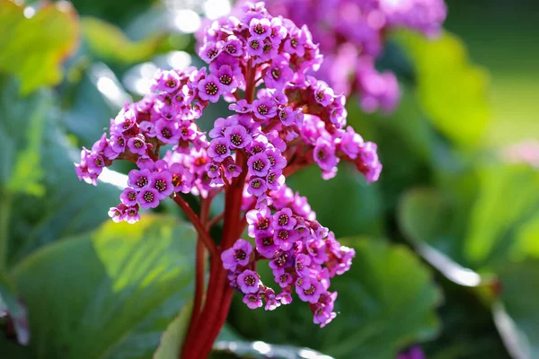 Lila Medicinalväxt Bergenia Cordifolia Blommar Trädgården — Stockfoto