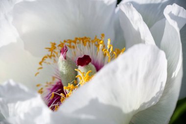 White blooming plant Paeonia Wittmanniana , closeup, macro 