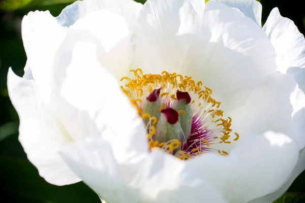 Planta Flor Branca Paeonia Wittmanniana Close Macro — Fotografia de Stock