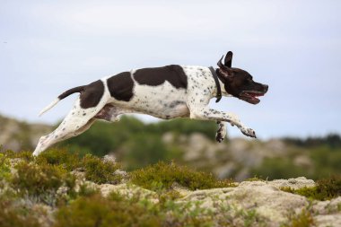 Dağlarda koşan köpek ingilizcesi işaretçisi 