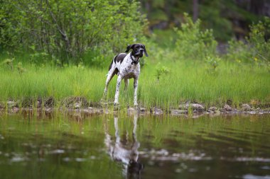 Köpek İngilizce işaretçisi bataklıkta avlanıyor. 