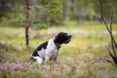 Köpek ingilizce işaretçisi yaz ormanında oturuyor 