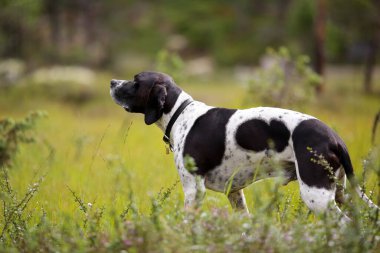 Köpek ingilizce işaretçisi yaz ormanında duruyor. 