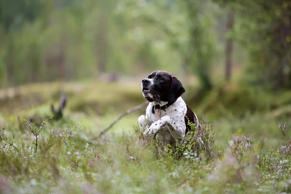 Cão Inglês Ponteiro Sentado Floresta Verão — Fotografia de Stock