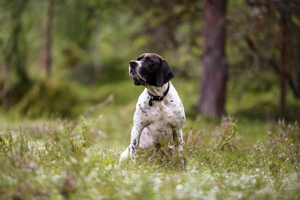 Pies Angielski Wskaźnik Siedzi Letnim Lesie — Zdjęcie stockowe