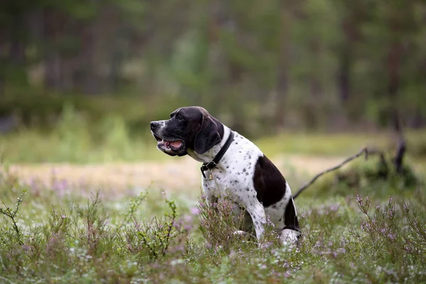 Pointeur Anglais Chien Assis Dans Forêt Été — Photo