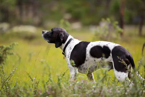 夏の森に立つ犬英語ポインタ — ストック写真