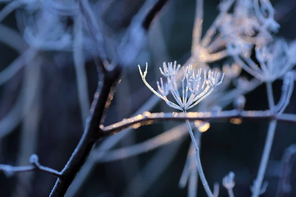Трава Покрытая Морозом Осенью Макро Крупный План — стоковое фото